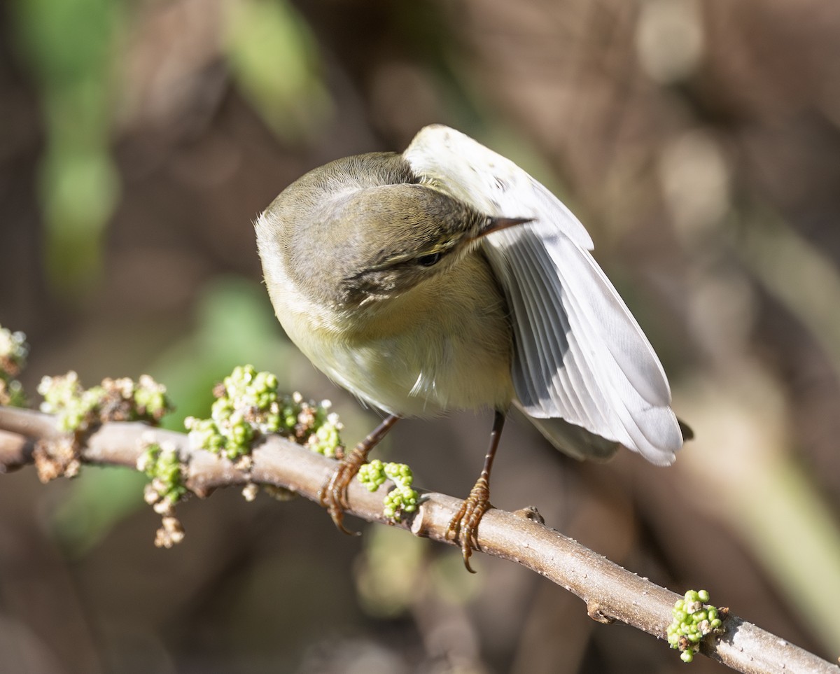 Willow Warbler - ML646964819