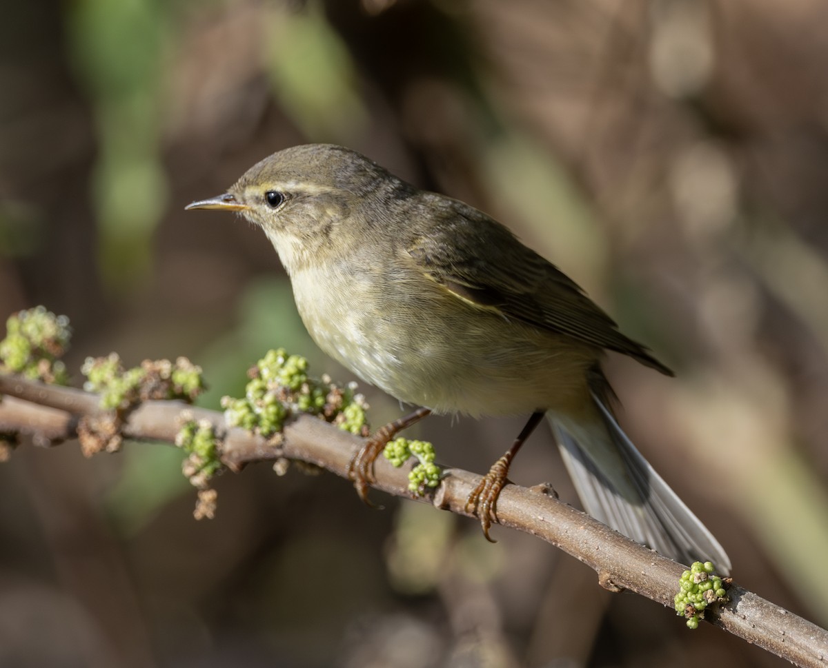 Willow Warbler - ML646964820