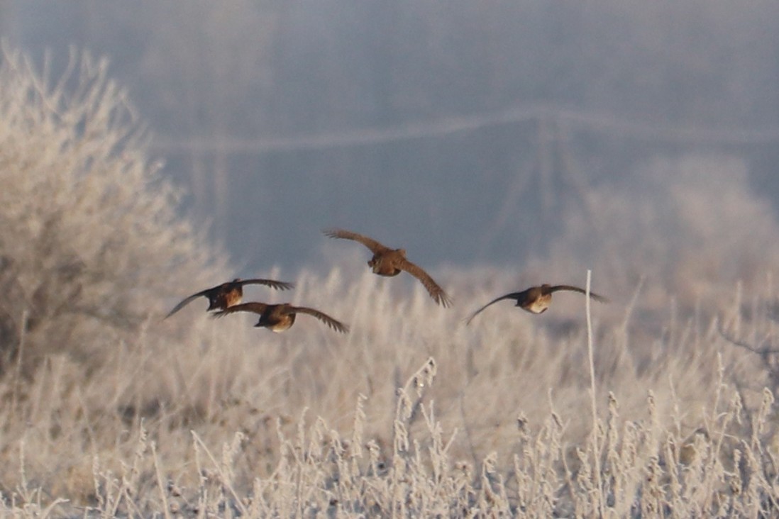 Çilkeklik - ML646964822