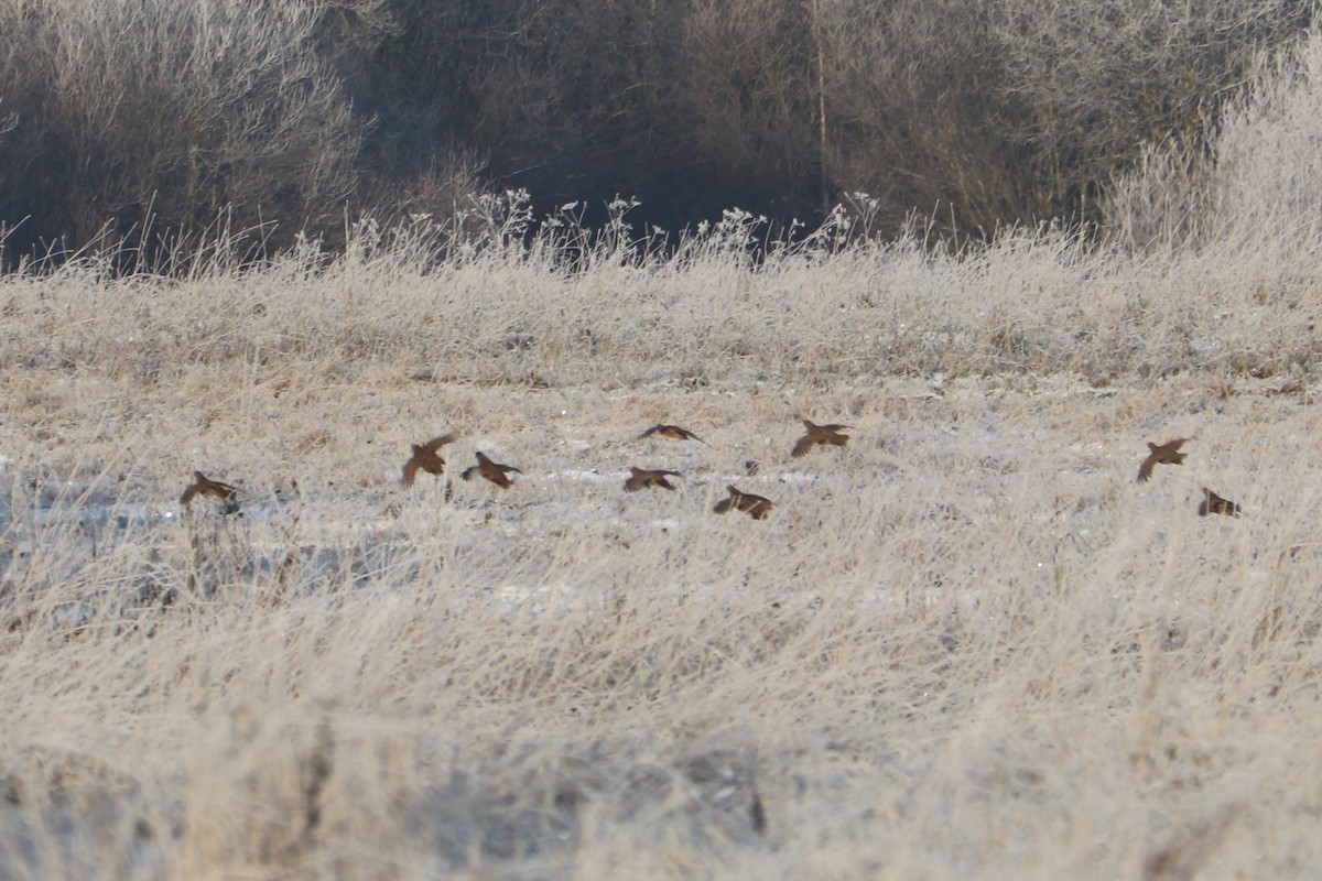 Çilkeklik - ML646964823