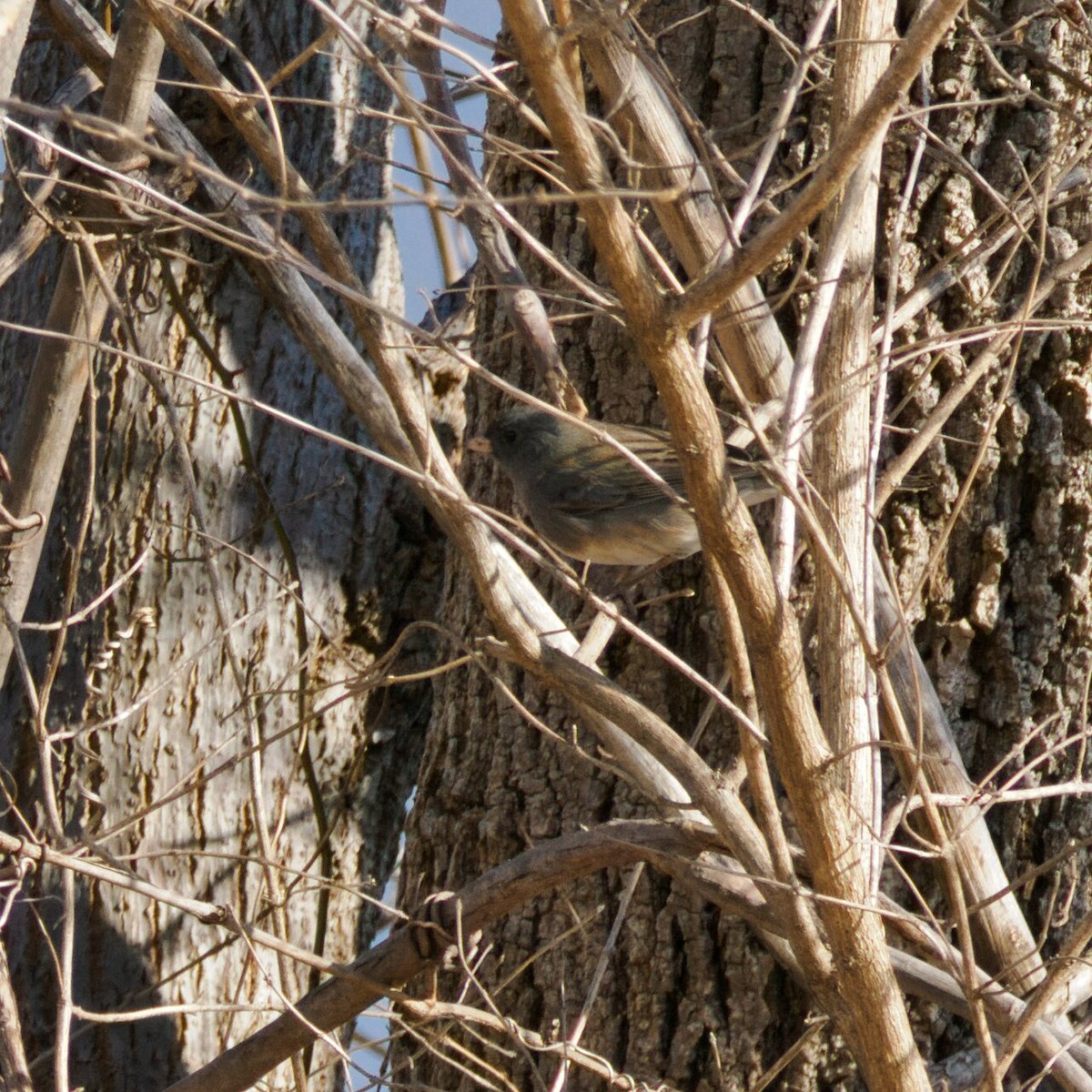 vinterjunko - ML646964824