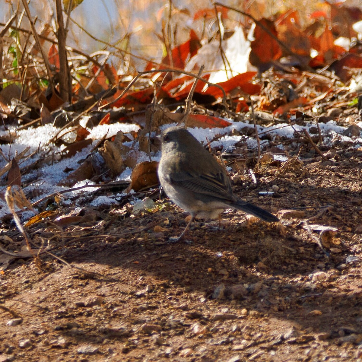 vinterjunko - ML646964825