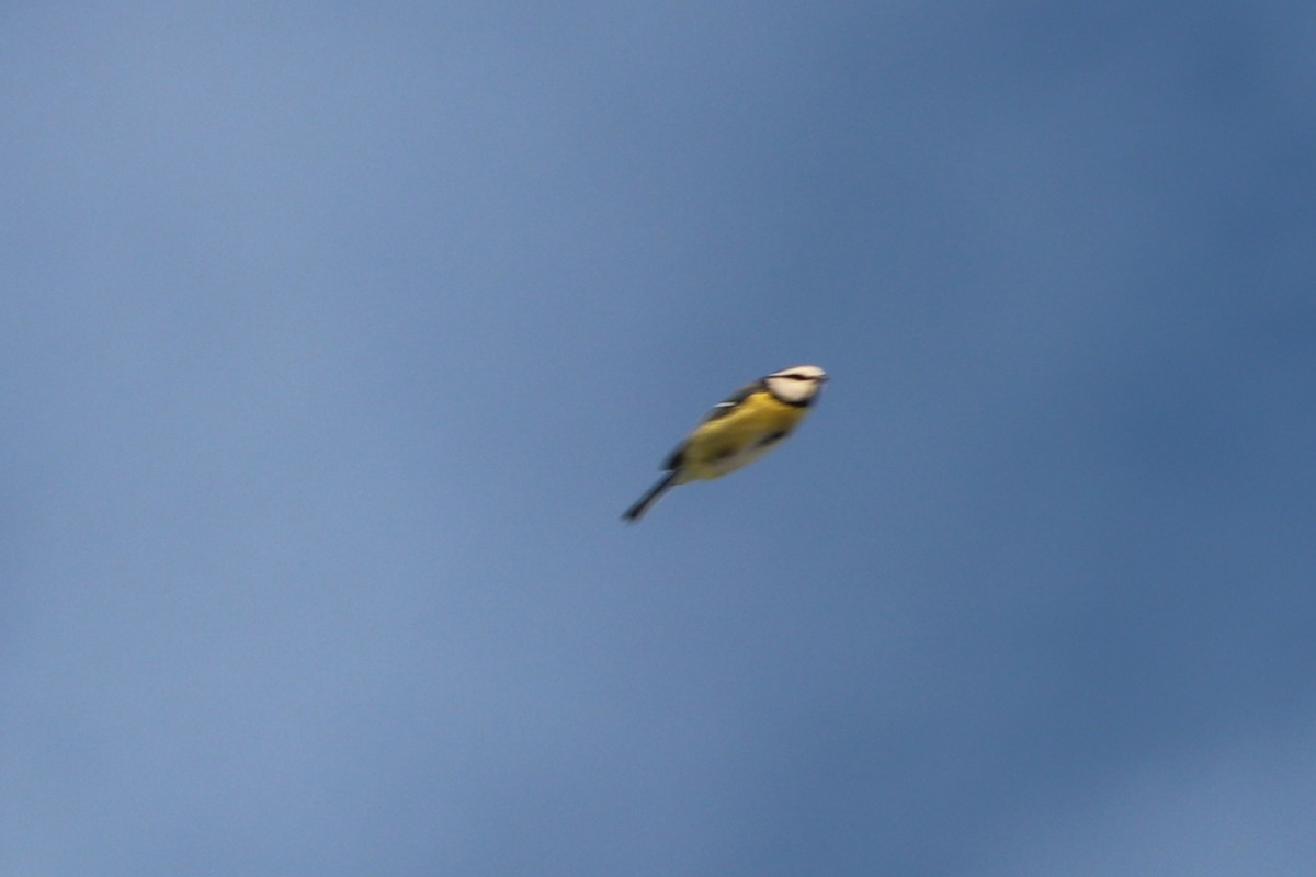 Mavi Baştankara - ML646964826