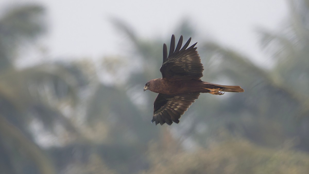 זרון סוף - ML646964828