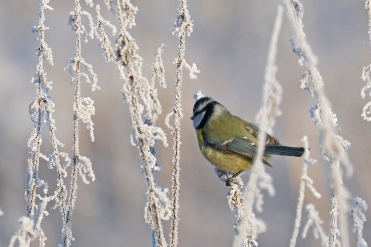 Mavi Baştankara - ML646964829