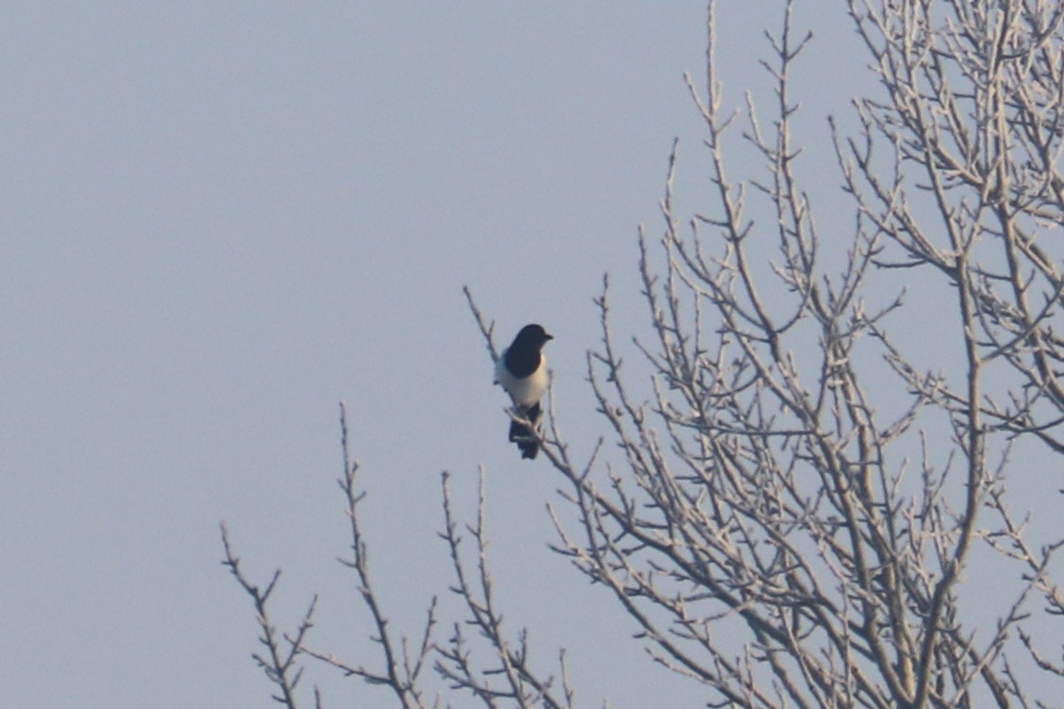 Saksağan - ML646964831