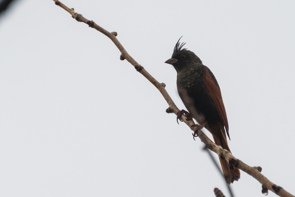 Crested Bunting - ML646964833