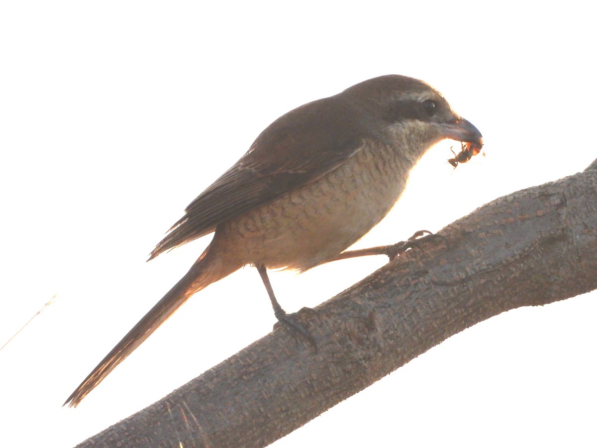 Сорокопуд сибірський - ML646964834