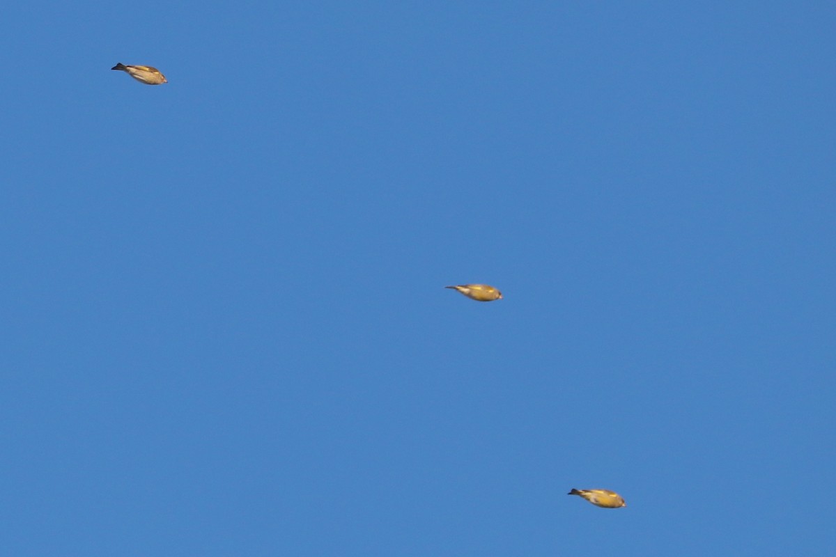 Florya - ML646964835