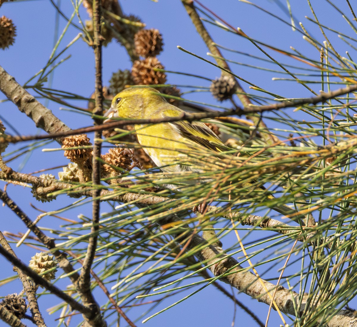 Tarin des aulnes - ML646964836