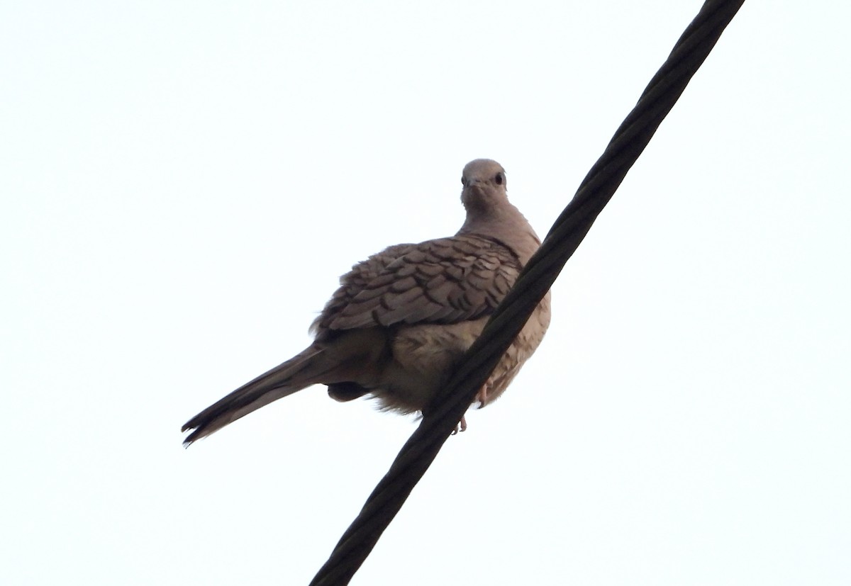 インカバト - ML646964837