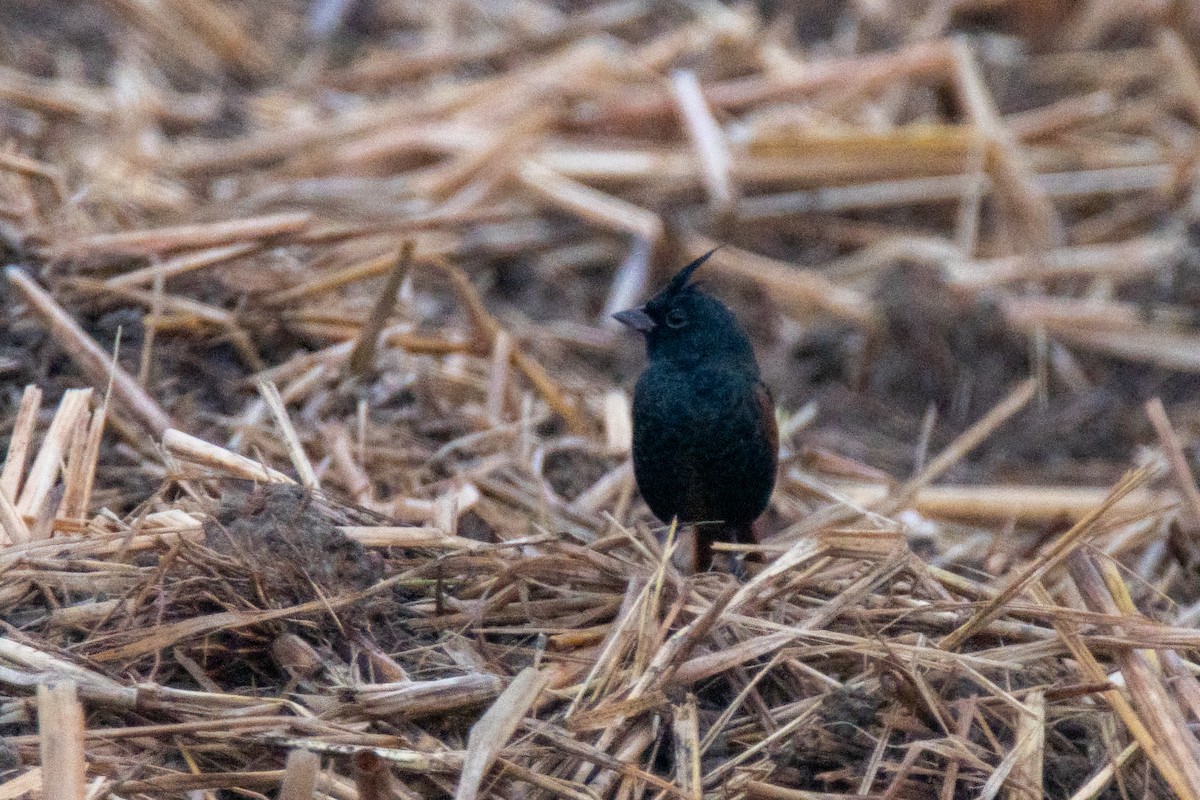 Crested Bunting - ML646964839