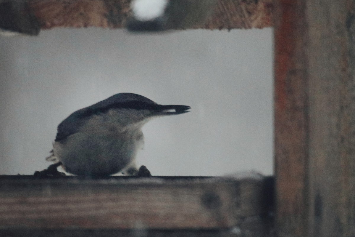 Garrapo eurasiarra - ML646964840