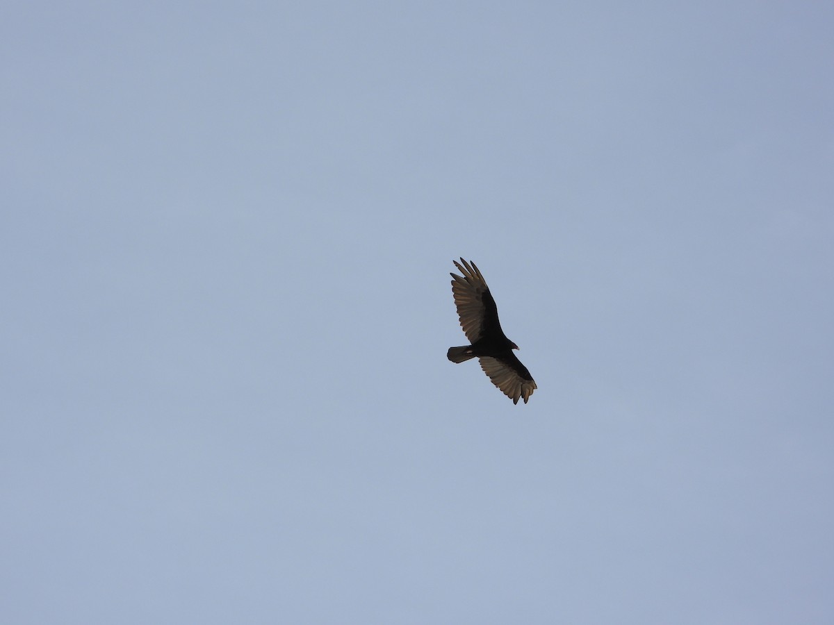 Turkey Vulture - ML646964841