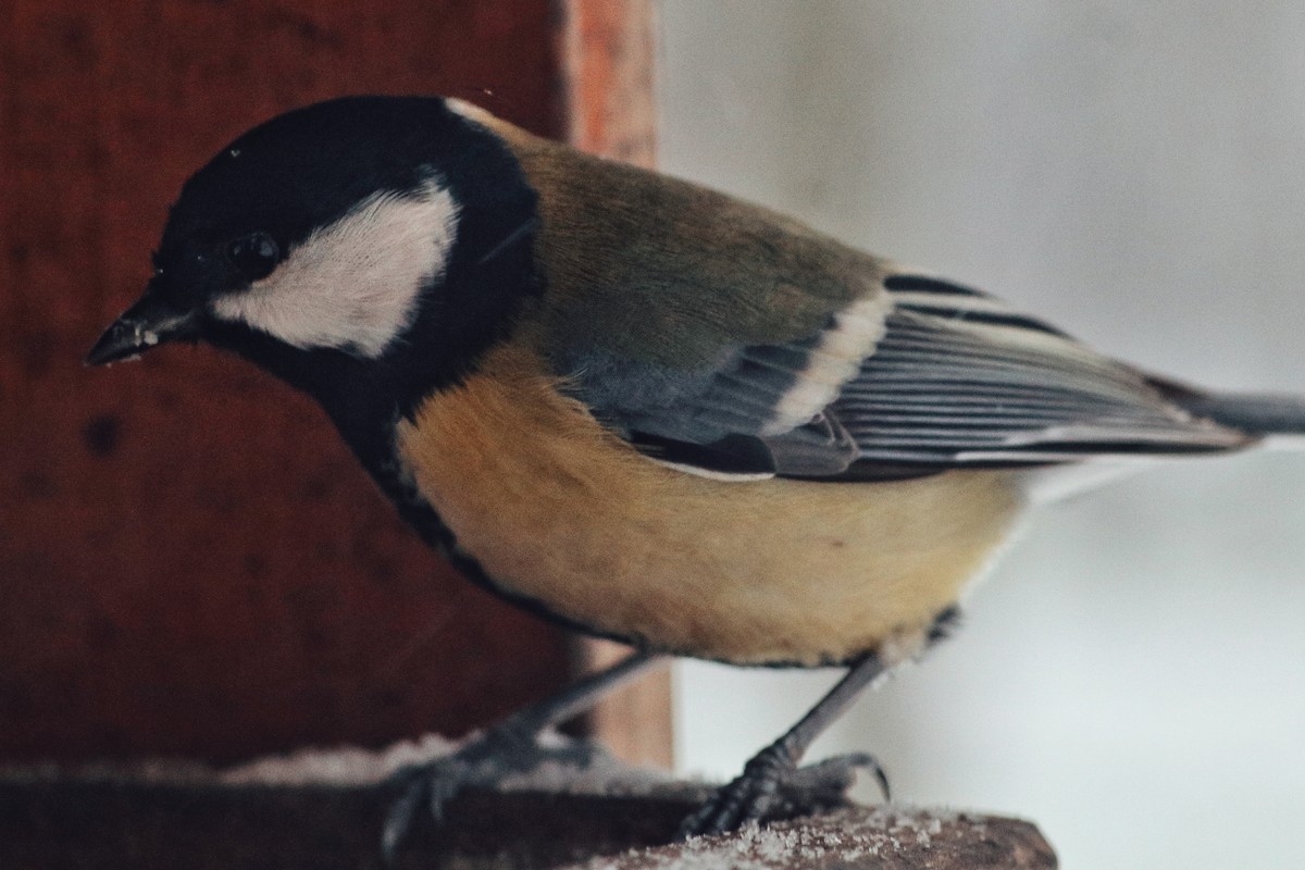 Great Tit - ML646964842