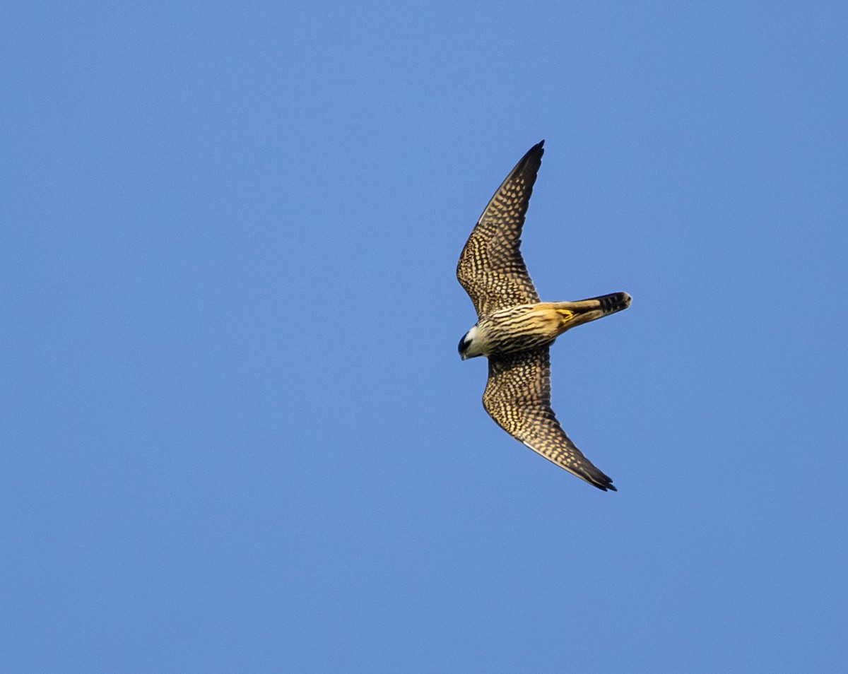 Faucon hobereau - ML646964844