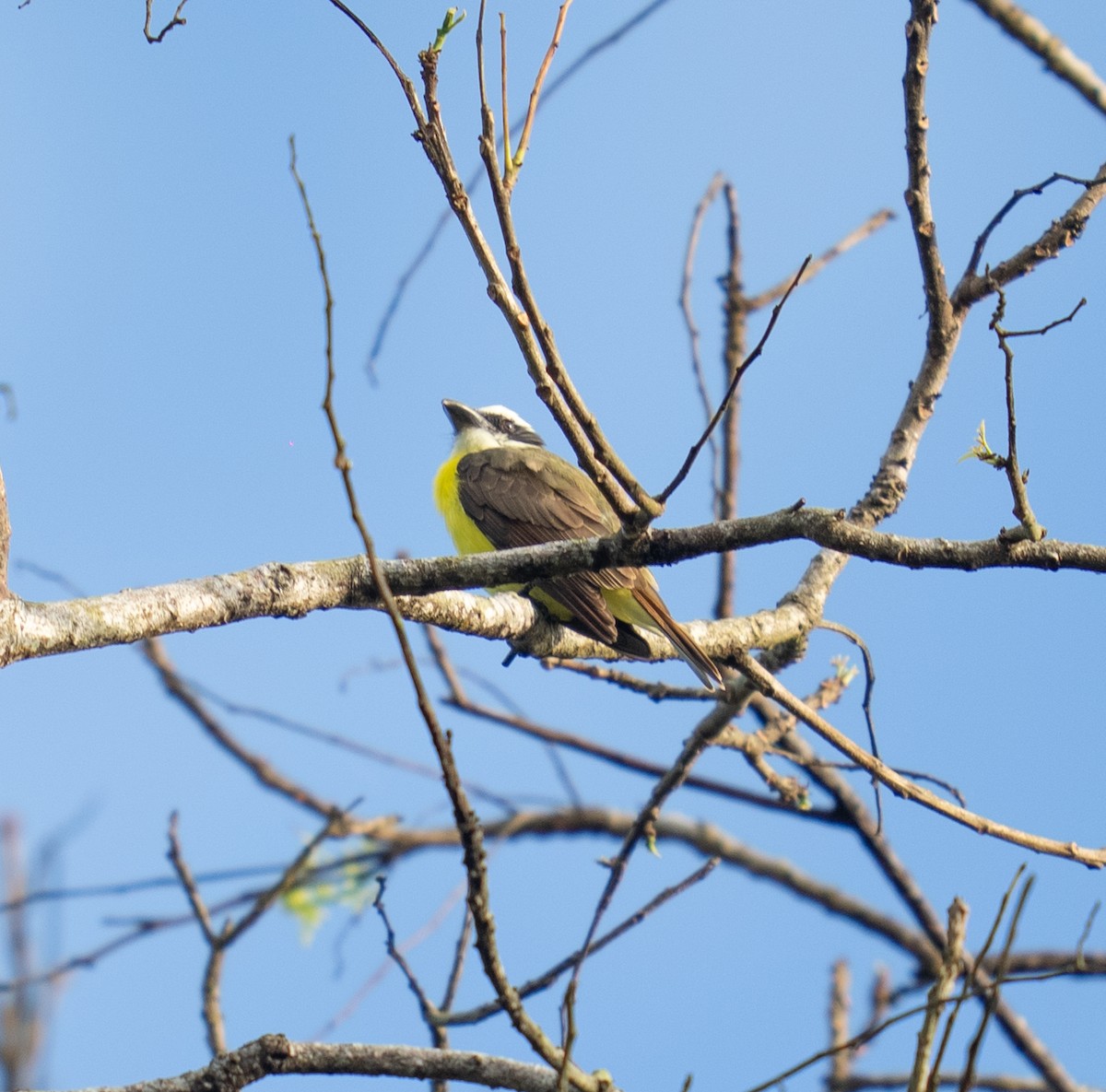 Boat-billed Flycatcher - ML646964845