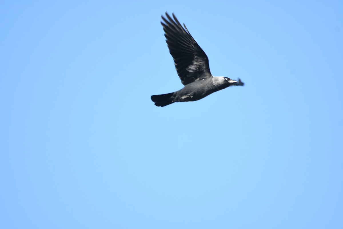 Eurasian Jackdaw - ML646964846