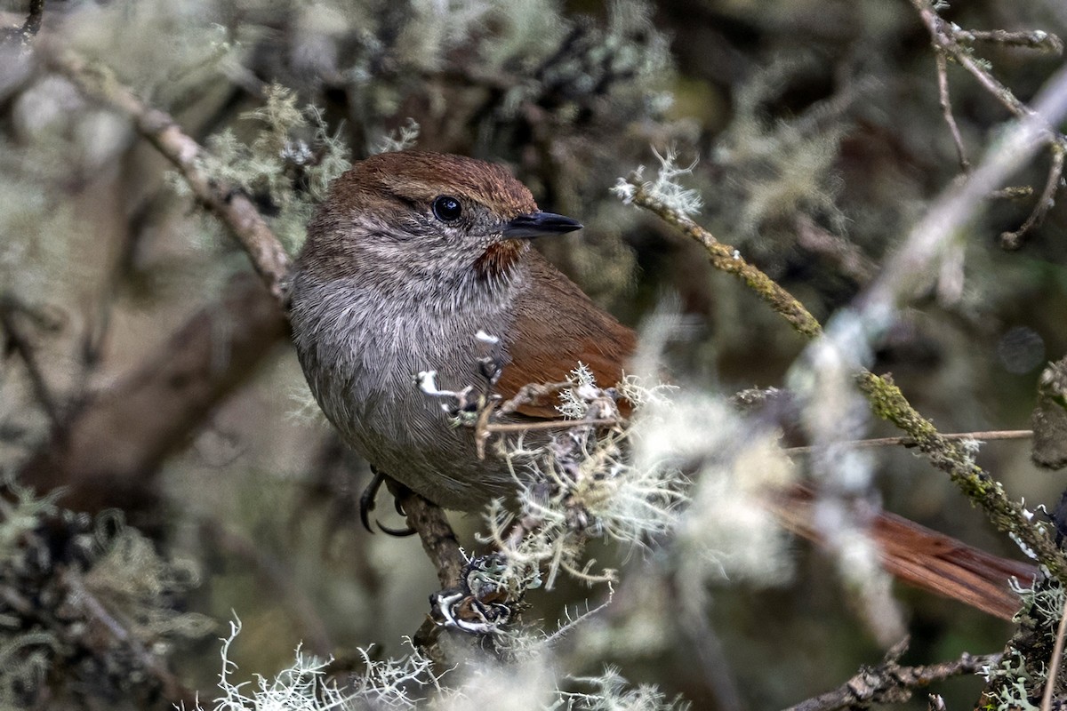 Rusty-fronted Canastero - ML646964849