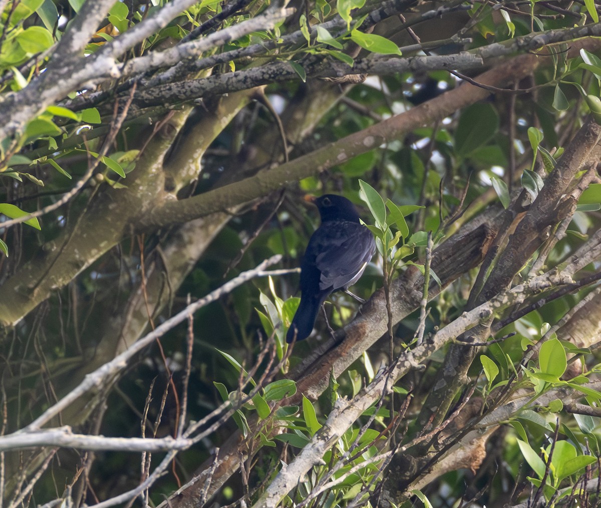 Merle de Chine - ML646964850