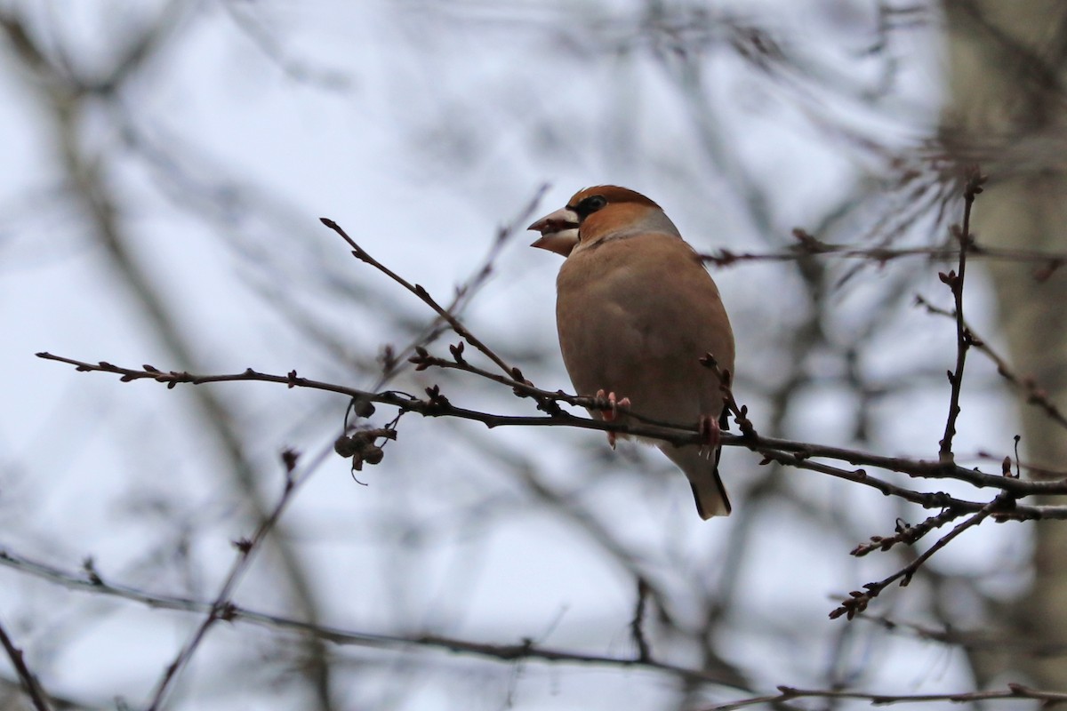 Kocabaş - ML646964851