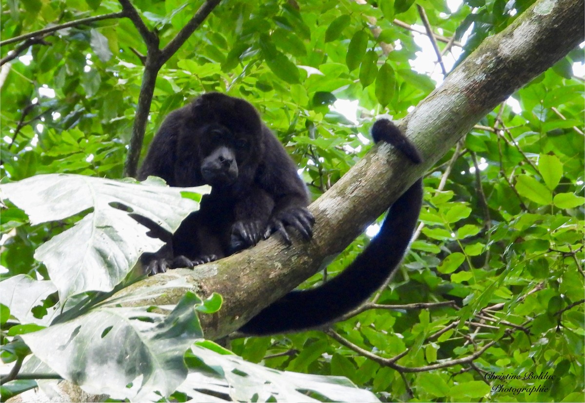 哺乳綱 - ML646964853