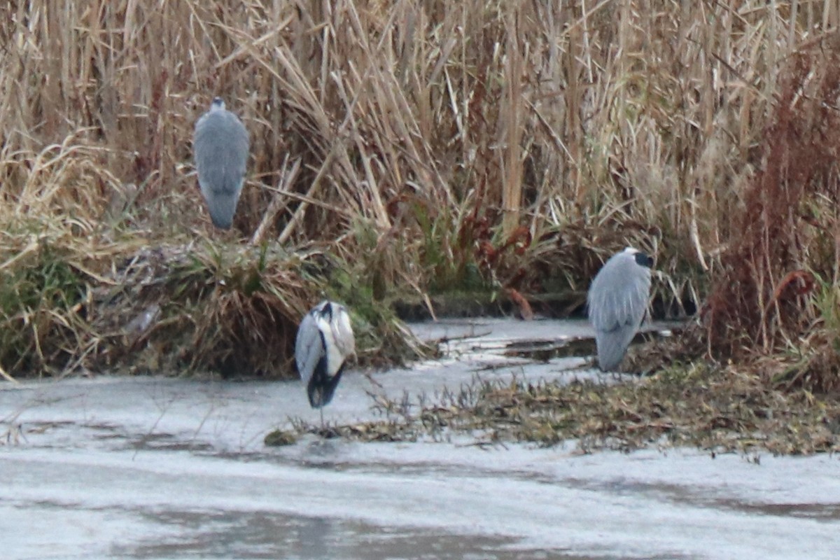 gråhegre - ML646964854