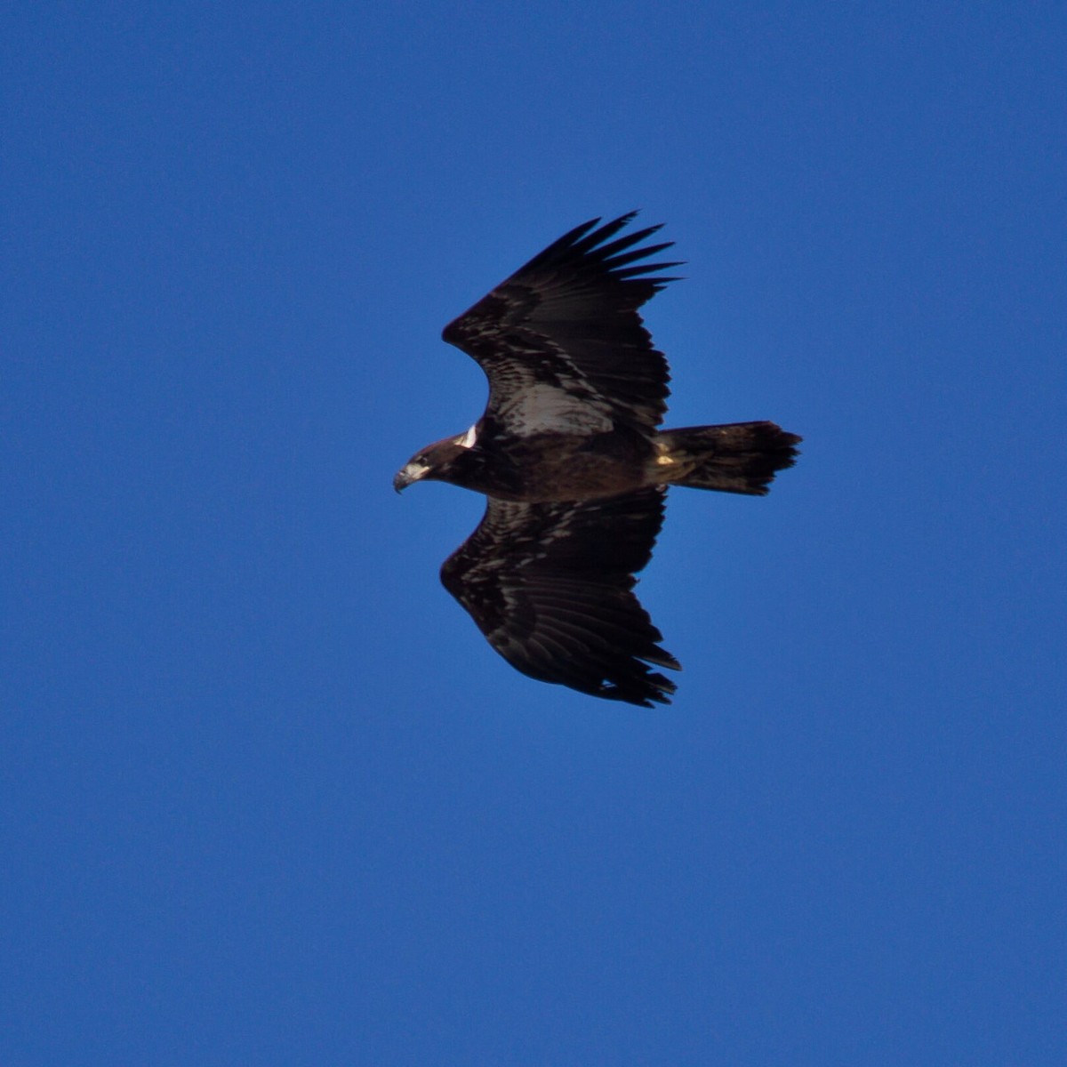 Bald Eagle - ML646964855
