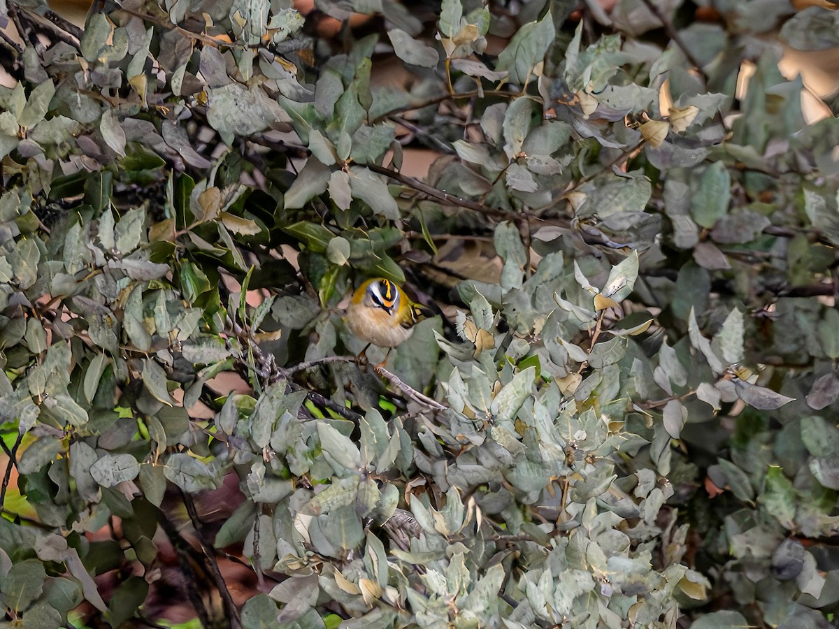 Sürmeli Çalıkuşu - ML646964856