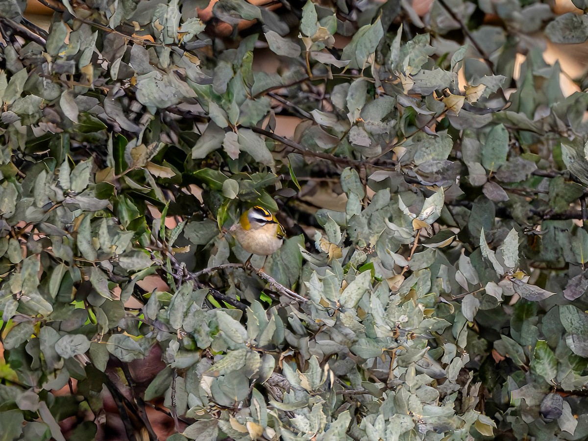 Sürmeli Çalıkuşu - ML646964857