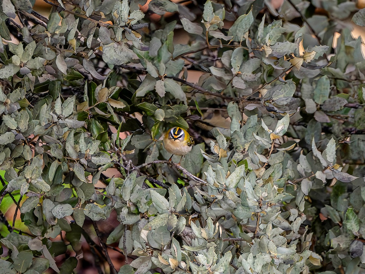 Sürmeli Çalıkuşu - ML646964858