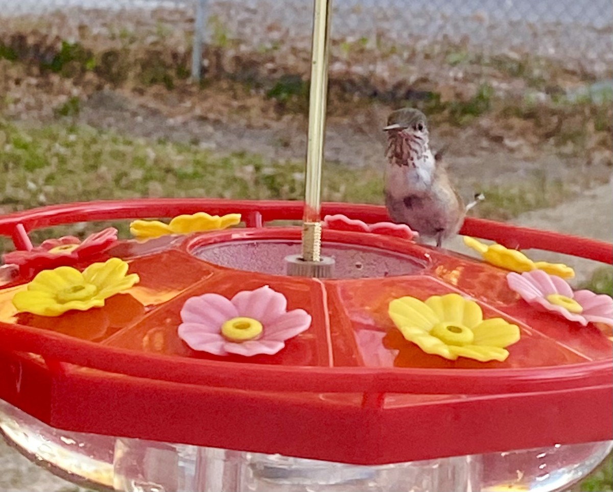 Sternelfe - ML646964859