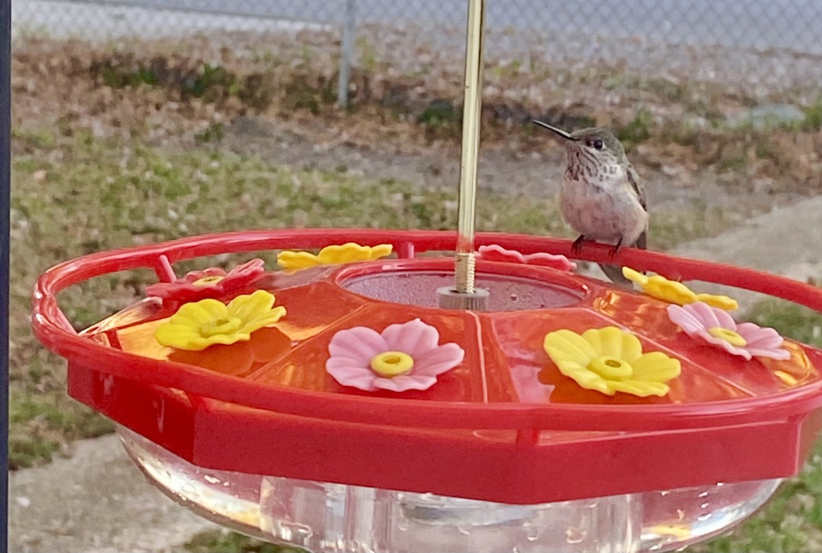 Sternelfe - ML646964860