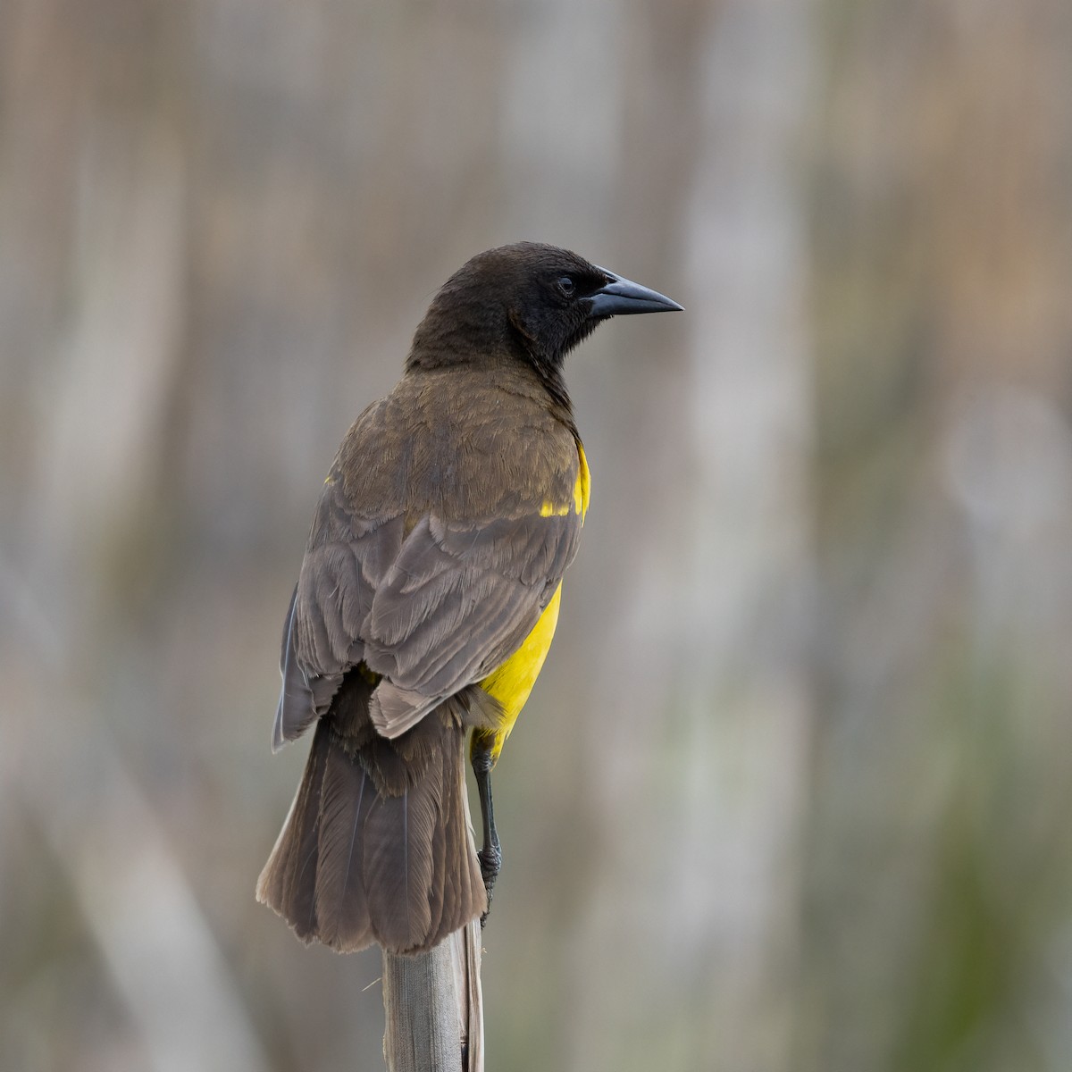 Sarı Belli Karatavuk - ML646964861