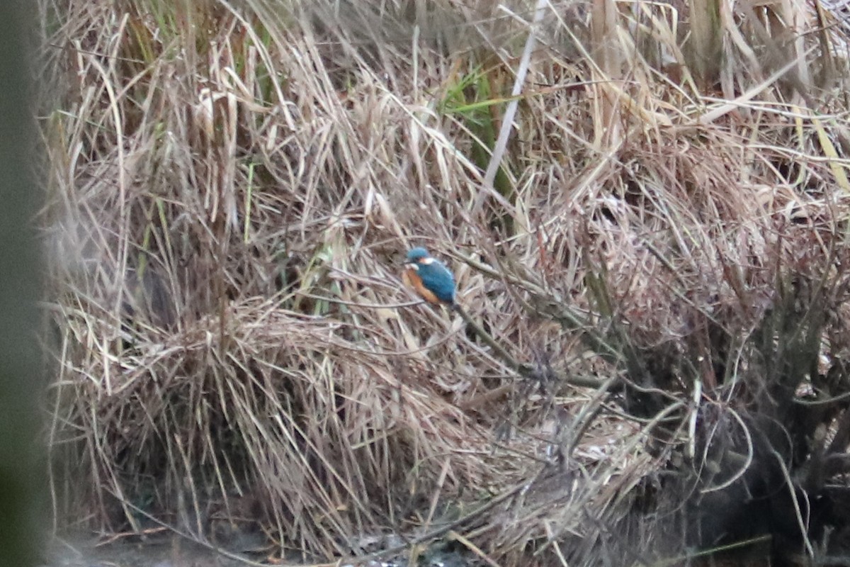 Yalıçapkını - ML646964862