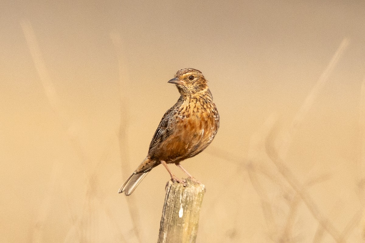 Cape Clapper Lark (Agulhas) - ML646964863