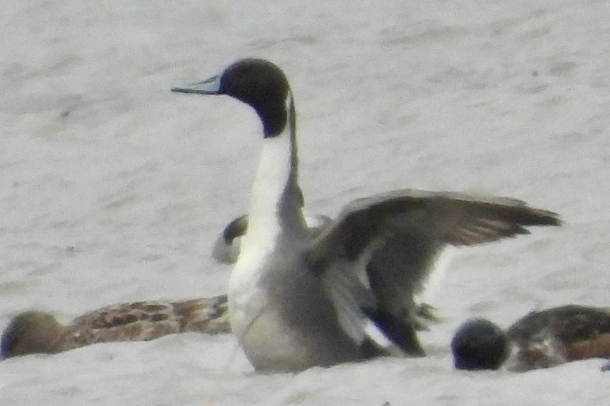 Kılkuyruk - ML646964864