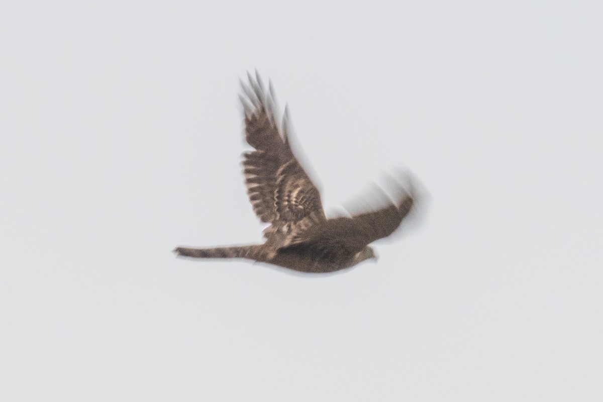 Aztore eurasiarra - ML646964865