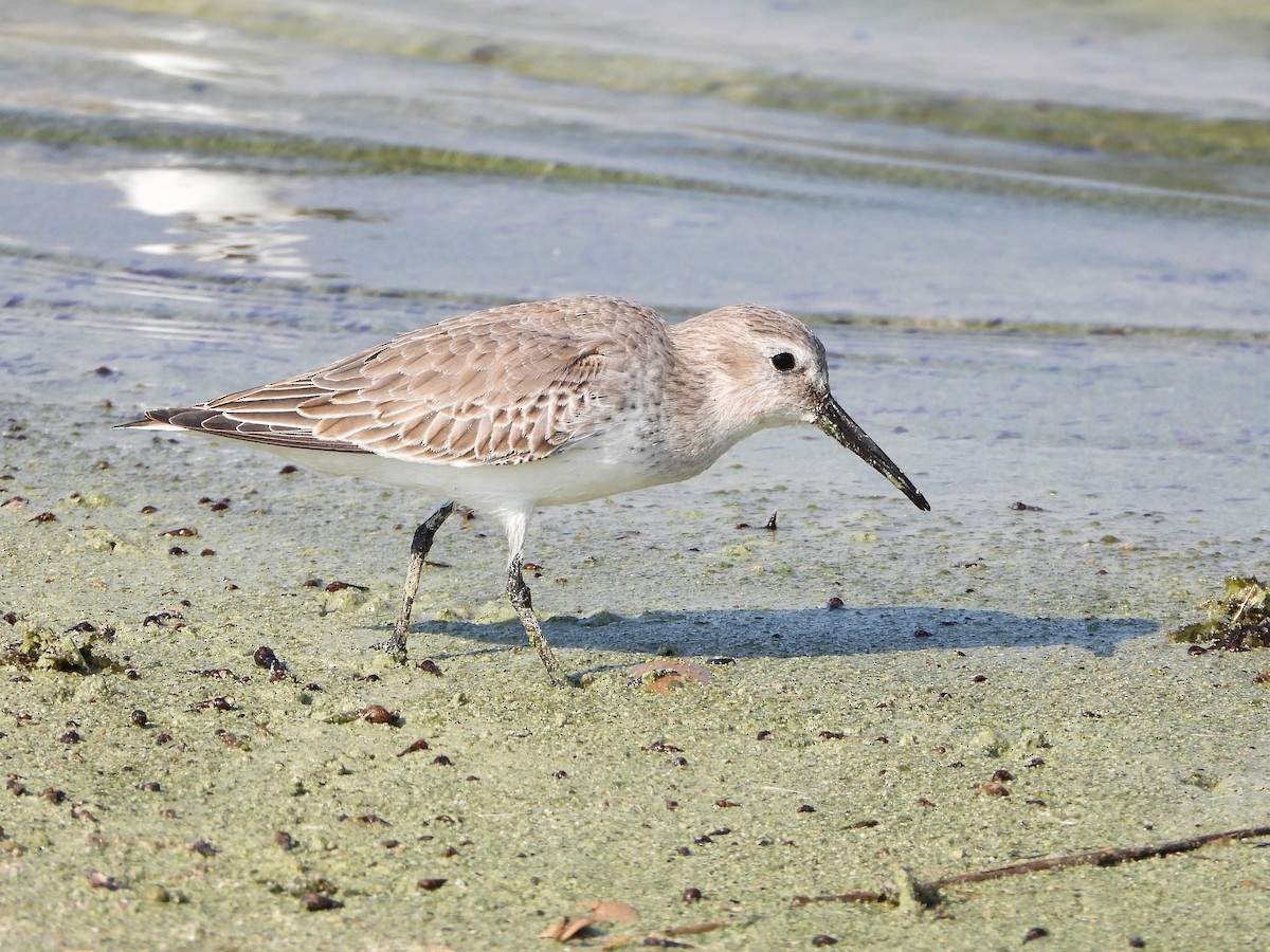 Kara Karınlı Kumkuşu - ML646964867