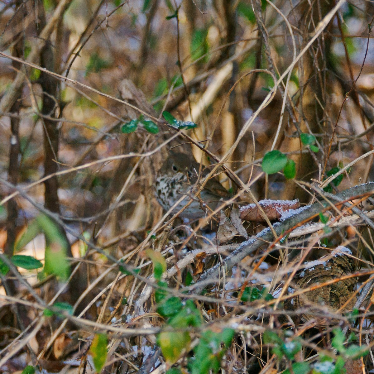 Münzevi Bülbül Ardıcı - ML646964868