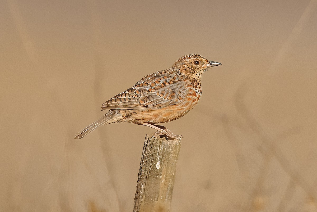 Cape Clapper Lark (Agulhas) - ML646964869