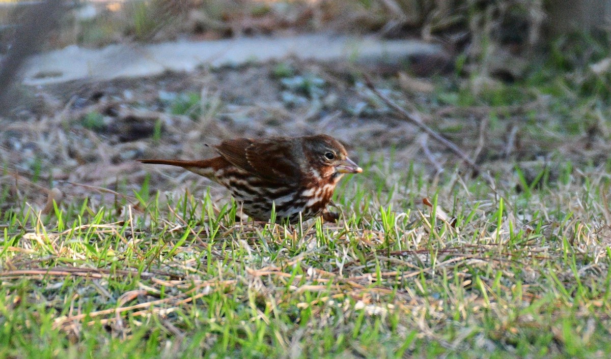 Tilki Renkli Serçe - ML646964871