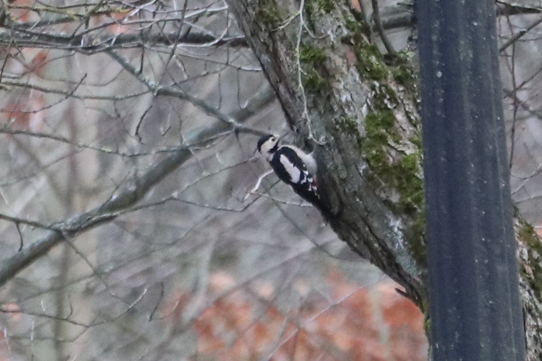 Alaca Ağaçkakan - ML646964872