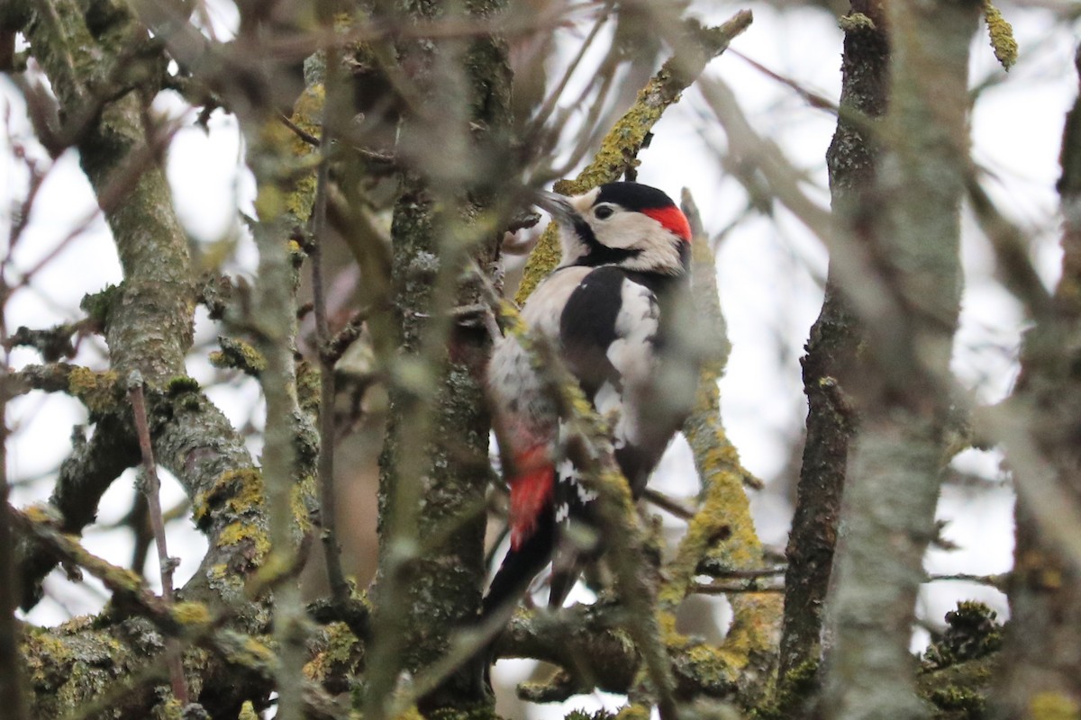 Alaca Ağaçkakan - ML646964873