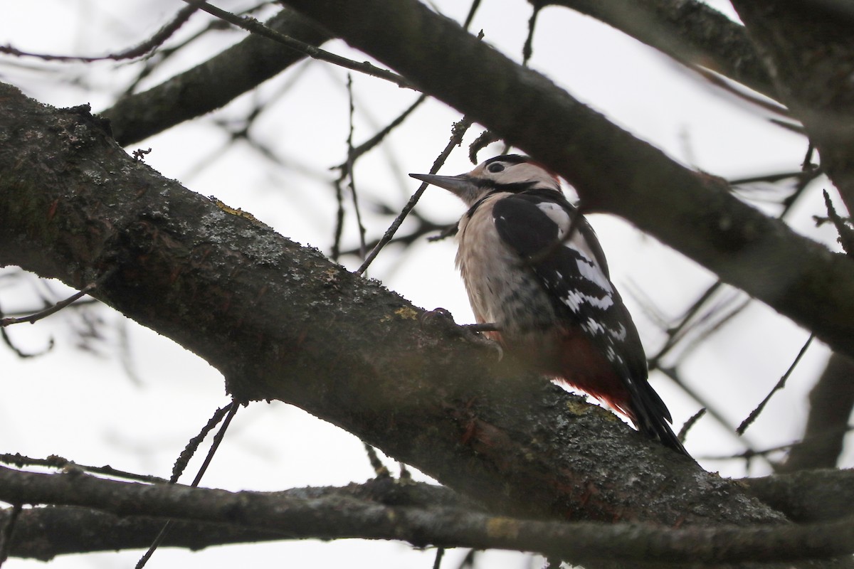 Alaca Ağaçkakan - ML646964874