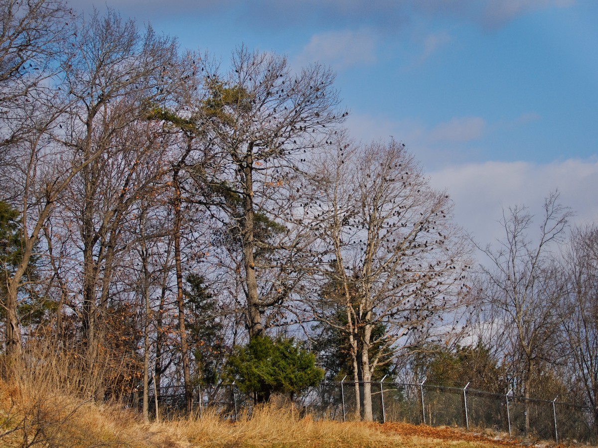 Sığırcık - ML646964876