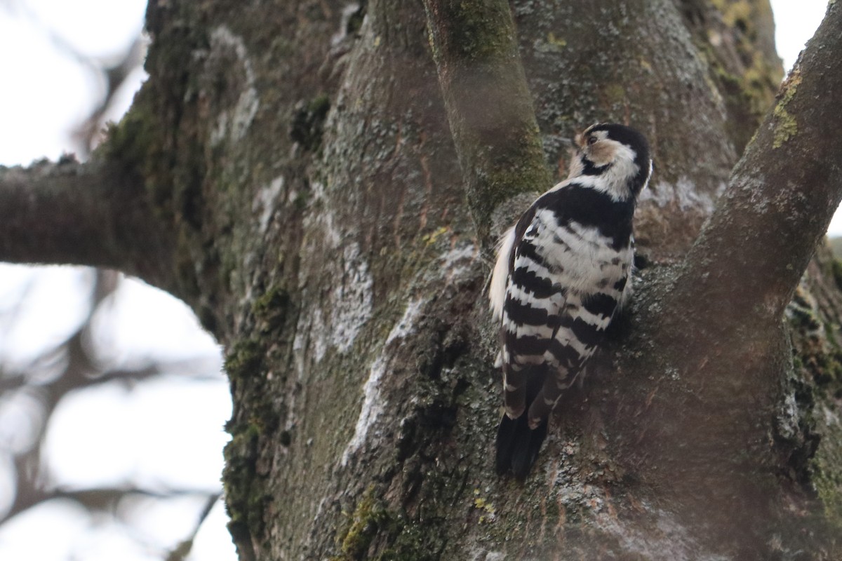 Küçük Ağaçkakan - ML646964877