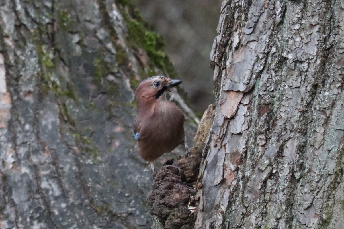 Alakarga - ML646964878