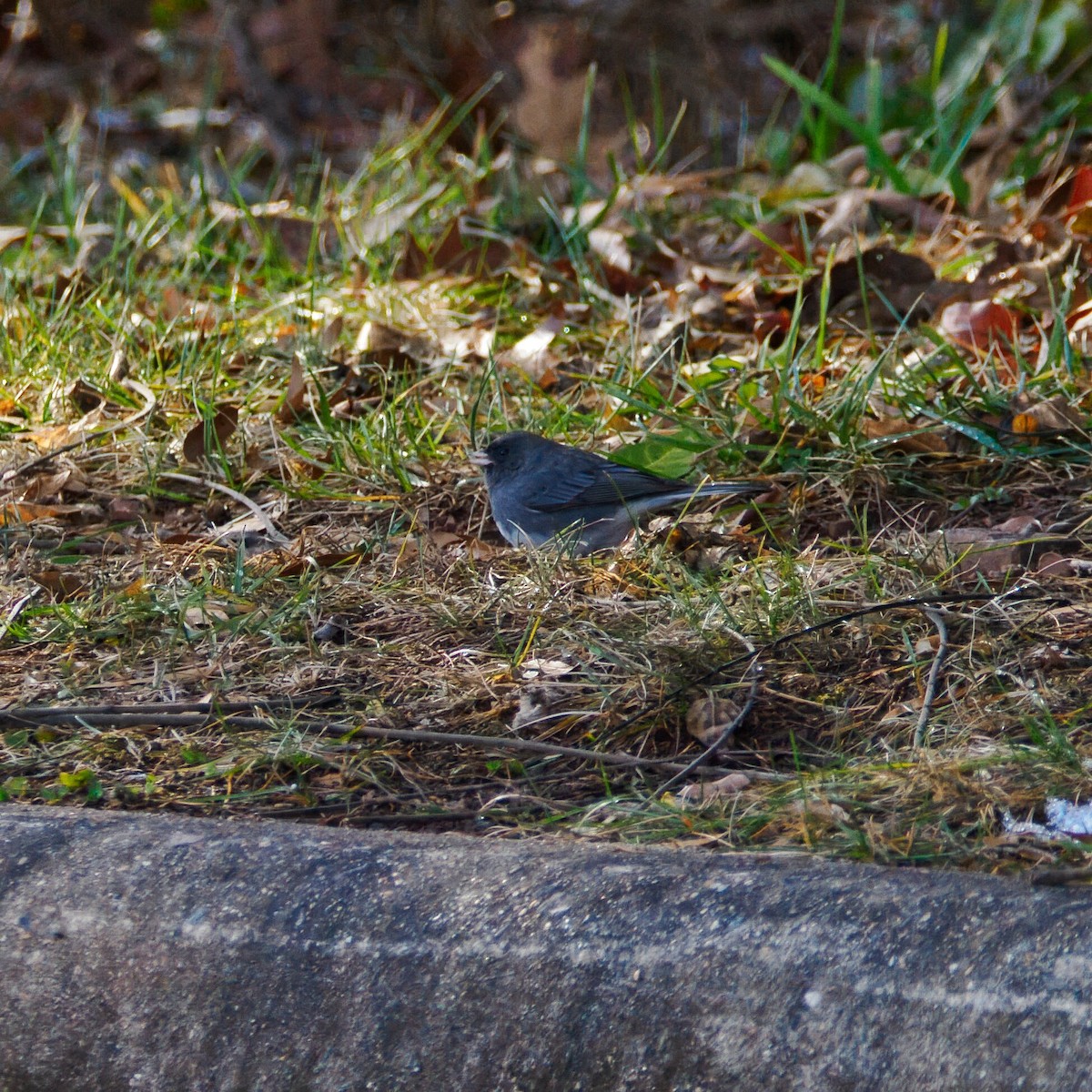 Kara Gözlü Junko - ML646964880