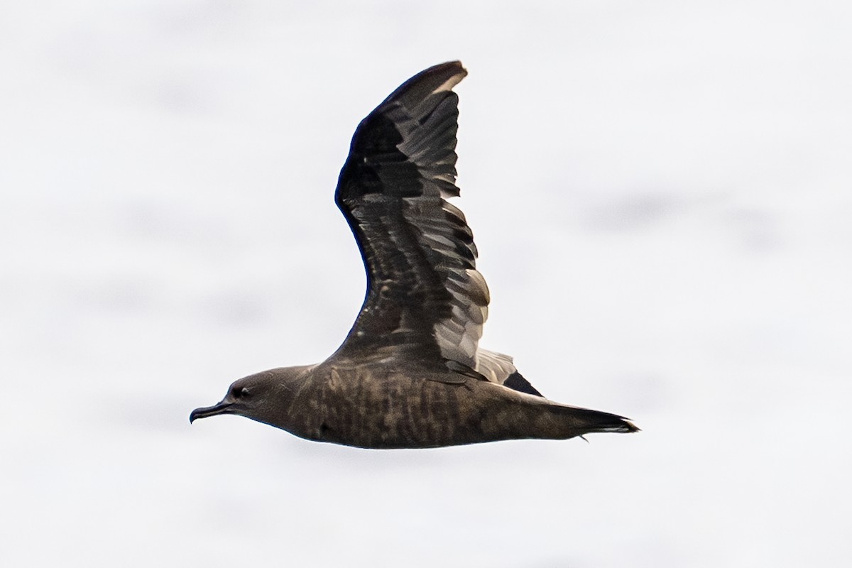 Christmas Yelkovanı - ML646964881